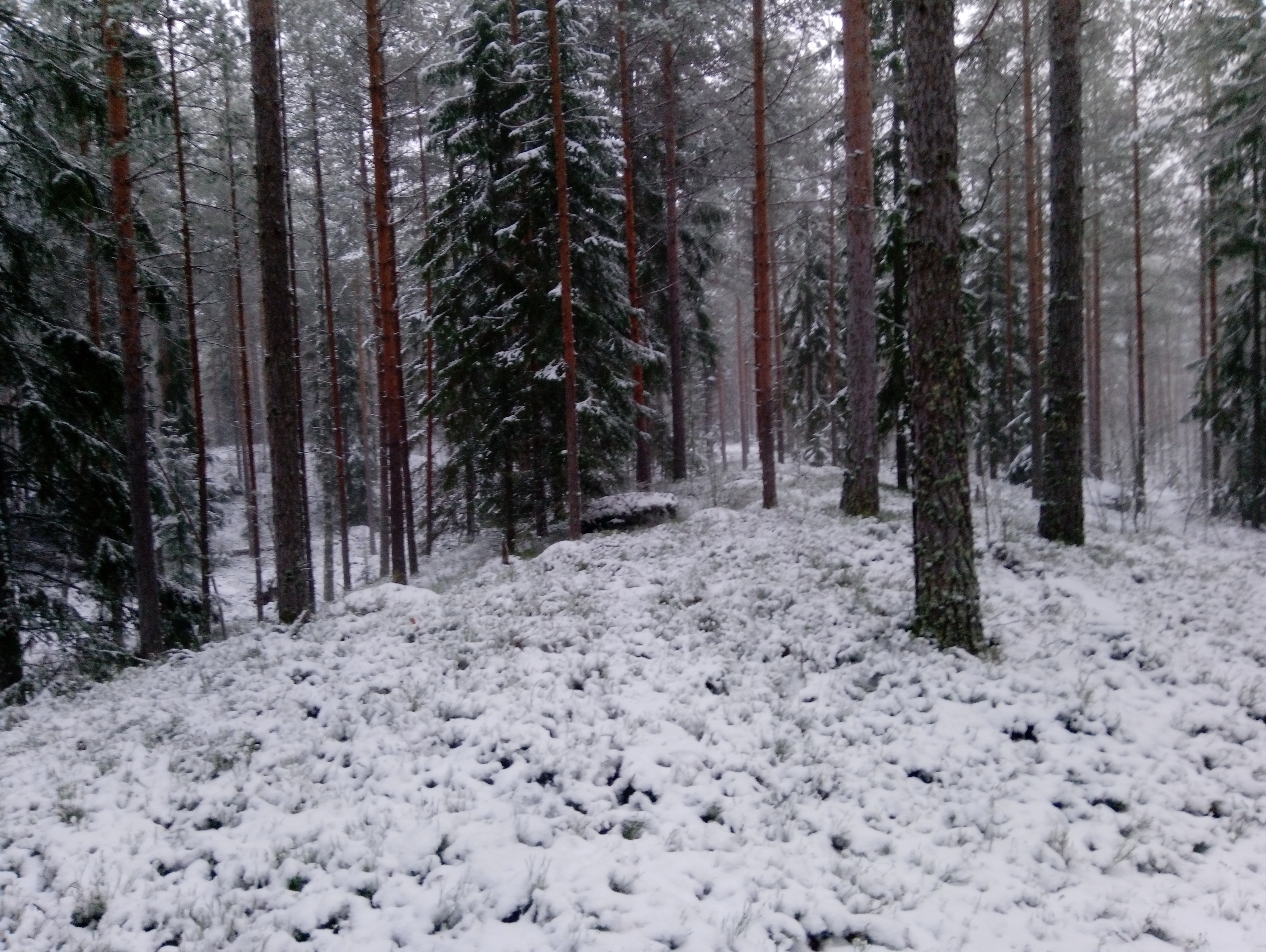 Ridasjärvi.jpg