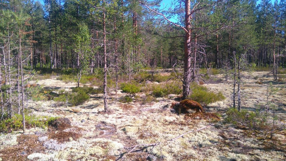 HyRa_Nykiö_maastofoto.png