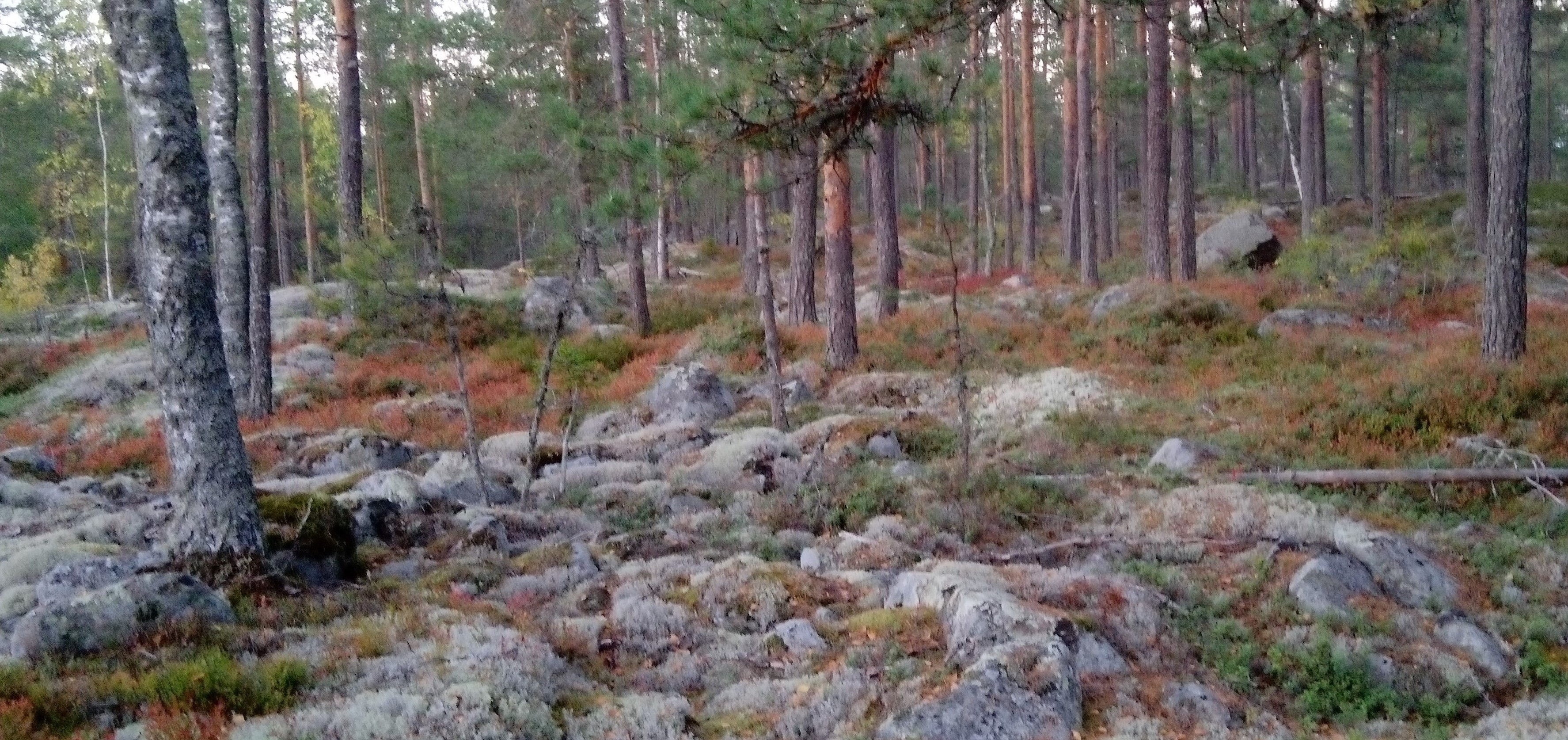 Valokuva.jpg
